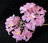 Tabebuia Rosea Trumpet Tree 15 Seeds, Pink Poui