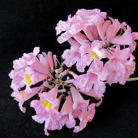 Tabebuia Rosea Trumpet Tree 15 Seeds, Pink Poui