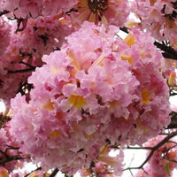 Tabebuia Rosea Trumpet Tree 15 Seeds, Pink Poui