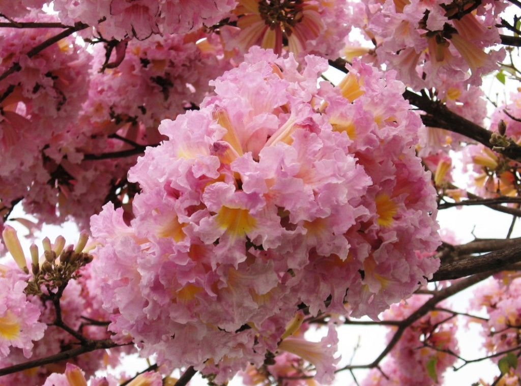 Tabebuia Rosea Trumpet Tree 15 Seeds, Pink Poui