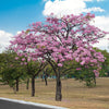 Tabebuia Rosea Trumpet Tree 15 Seeds, Pink Poui