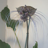 Tacca Chantrieri 10 Seeds, The Black Bat Plant