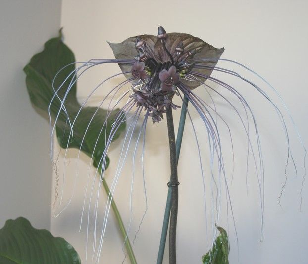 Tacca Chantrieri 10 Seeds, The Black Bat Plant | The Plant Attraction