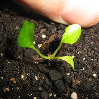 Tacca Chantrieri 10 Seeds, The Black Bat Plant