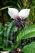 Tacca Integrifolia 10 Seeds, White Bat Flower
