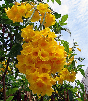 Tecoma Stans 20/250/500/1500 Seeds Small Tree, Yellow Elder Trumpet Shrub Bush