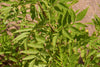 Tecoma Stans 20/250/500/1500 Seeds Small Tree, Yellow Elder Trumpet Shrub Bush