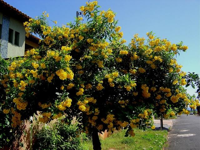 Tecoma Stans 20-1500 Seeds Small Tree, Yellow Elder Trumpet Shrub Bush | The Plant Attraction