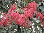Terminalia Myriocarpa Tree 20/500/2000 Seeds, East Indian Almond