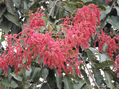 Terminalia Myriocarpa Tree 20/500/2000 Seeds, East Indian Almond