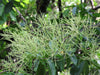 Terminalia Myriocarpa Tree 20/500/2000 Seeds, East Indian Almond