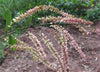 Terminalia Myriocarpa Tree 20/500/2000 Seeds, East Indian Almond