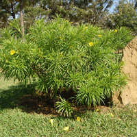 Thevetia Peruviana 4 Seeds, Shrub Or Small Tree, Fragrant Yellow Oleander