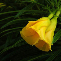 Thevetia Peruviana 4 Seeds, Shrub Or Small Tree, Fragrant Yellow Oleander