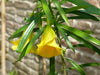 Thevetia Peruviana 4 Seeds, Shrub Or Small Tree, Fragrant Yellow Oleander