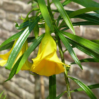 Thevetia Peruviana 4 Seeds, Shrub Or Small Tree, Fragrant Yellow Oleander