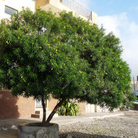 Thevetia Peruviana 4 Seeds, Shrub Or Small Tree, Fragrant Yellow Oleander