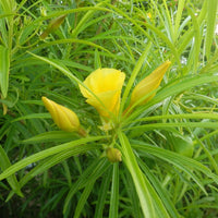 Thevetia Peruviana 4 Seeds, Shrub Or Small Tree, Fragrant Yellow Oleander