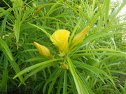 Thevetia Peruviana 4 Seeds, Shrub Or Small Tree, Fragrant Yellow Oleander