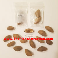 Thevetia Peruviana 4 Seeds, Shrub Or Small Tree, Fragrant Yellow Oleander