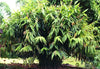 Thysanolaena Maxima 100-800+ Seeds, Ornamental Perennial Tiger Grass