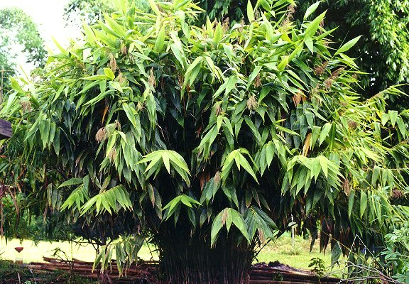 Thysanolaena Maxima 100-800+ Seeds, Ornamental Perennial Tiger Grass