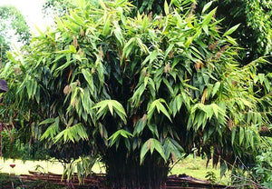 Thysanolaena Maxima 100-800+ Seeds, Ornamental Perennial Tiger Grass