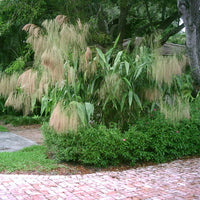 Thysanolaena Maxima 100-800+ Seeds, Ornamental Perennial Tiger Grass
