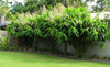 Thysanolaena Maxima 100-800+ Seeds, Ornamental Perennial Tiger Grass