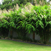 Thysanolaena Maxima 100-800+ Seeds, Ornamental Perennial Tiger Grass