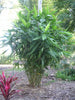 Thysanolaena Maxima 100-800+ Seeds, Ornamental Perennial Tiger Grass