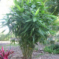 Thysanolaena Maxima 100-800+ Seeds, Ornamental Perennial Tiger Grass