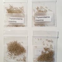 Thysanolaena Maxima 100-800+ Seeds, Ornamental Perennial Tiger Grass