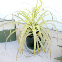 Tillandsia Utriculata 30/100/500/1000 Seeds, Giant Wild Pine, Endangered Air Plant