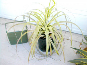 Tillandsia Utriculata 30/100/500/1000 Seeds, Giant Wild Pine, Endangered Air Plant