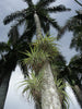 Tillandsia Utriculata 30/100/500/1000 Seeds, Giant Wild Pine, Endangered Air Plant