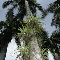 Tillandsia Utriculata 30/100/500/1000 Seeds, Giant Wild Pine, Endangered Air Plant