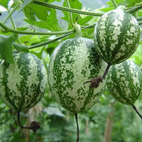 Trichosanthes Kirilowii Climber Vine 8 Seeds, Chinese Cucumber Medicinal Herb