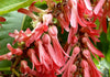 Triplaris Cumingiana 5 Seeds, Rare Tropical Long John or Ant Tree