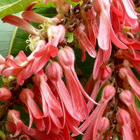 Triplaris Cumingiana 5 Seeds, Rare Tropical Long John or Ant Tree
