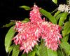 Triplaris Cumingiana 5 Seeds, Rare Tropical Long John or Ant Tree