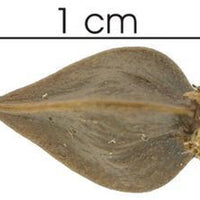 Triplaris Cumingiana 5 Seeds, Rare Tropical Long John or Ant Tree