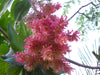 Triplaris Cumingiana 5 Seeds, Rare Tropical Long John or Ant Tree