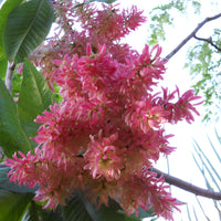Triplaris Cumingiana 5 Seeds, Rare Tropical Long John or Ant Tree