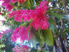 Triplaris Cumingiana 5 Seeds, Rare Tropical Long John or Ant Tree