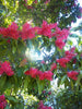 Triplaris Cumingiana 5 Seeds, Rare Tropical Long John or Ant Tree