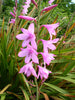 Watsonia Borbonica (pink) 15 Seeds, Cape Bugle Bulb, Lily Garden Plants