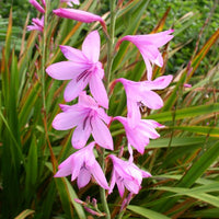 Watsonia Borbonica (pink) 15 Seeds, Cape Bugle Bulb, Lily Garden Plants