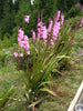 Watsonia Borbonica (pink) 15 Seeds, Cape Bugle Bulb, Lily Garden Plants