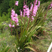 Watsonia Borbonica (pink) 15 Seeds, Cape Bugle Bulb, Lily Garden Plants